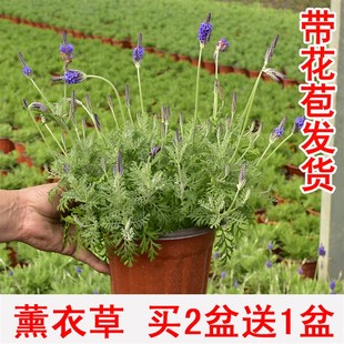 羽叶薰衣草花卉盆栽  室内阳台庭院观花植物 园艺绿植花期长好养