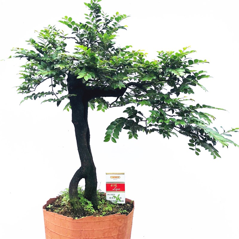 岭南盆景小叶紫檀树桩室内客厅树苗盆栽绿植物耐寒四季常青黑骨茶