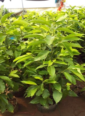 嫁接黄桷兰树苗 黄兰花苗 白兰花盆栽 浓香 庭院室内盆栽花卉带花