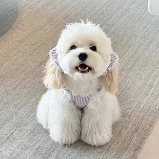 大耳朵狗狗美卡可卡布宠物耳套头套口水巾吃饭防脏