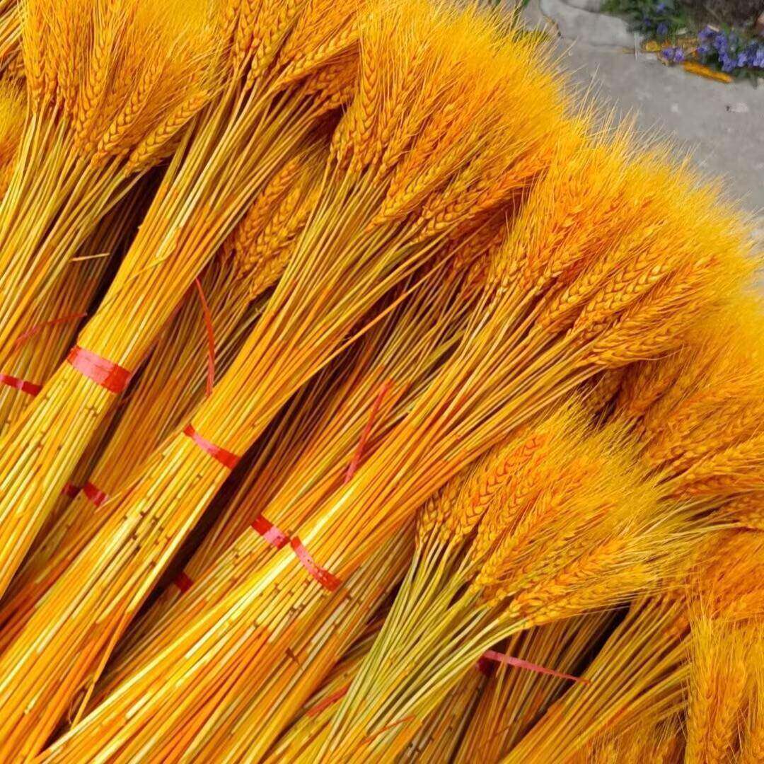 天然黄金麦穗干花招财大麦花束花店开业花篮麦子小麦摆件装饰