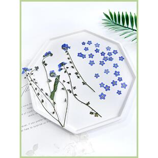 勿忘我干花压花DIY手工滴胶饰品儿童相框贴画美甲勿忘草真花材料