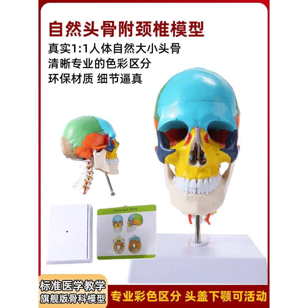 人体彷真头骨解剖模型医学艺用美术素描可拆卸解剖头颅骨着色教具