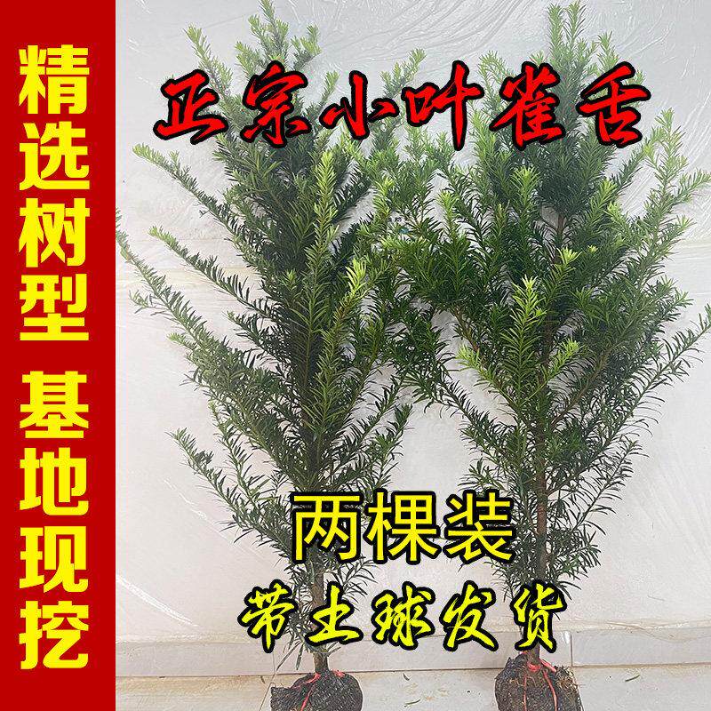 正宗小叶雀舌罗汉松树苗大树盆栽地栽户外庭院别墅阳台造型迎客松