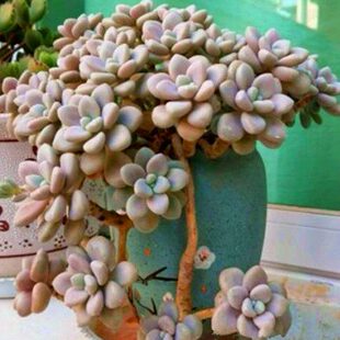 粉色艾伦老庄大颗好养多肉植物稀有品种室内阳台组合防辐射花绿植