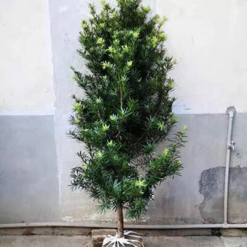 罗汉松树苗珍珠米叶小叶中叶雀舌苗大树老桩盆栽盆景四季常青植物