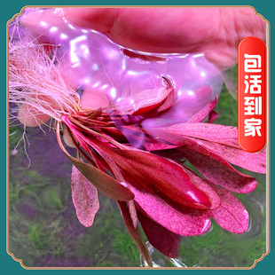 极乐鸟水草植物鱼缸造景淡水水下叶前中景红色红宝石阴性稀有真草