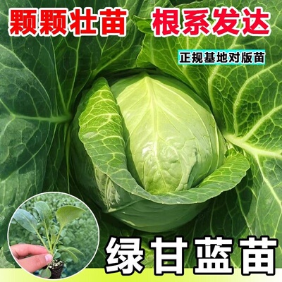 绿甘蓝苗秧苗菜苗蔬菜苗阳台盆栽