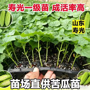 【山东寿光】特一级苗大肉苦瓜苗种苗高成活率农场直供盆栽蔬菜苗