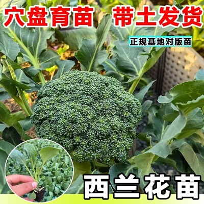 西兰花苗花菜秧苗乌塌菜苗