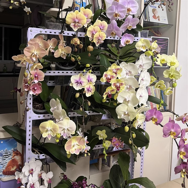 花架置物架阳台铁艺家用客厅花盆架花几蝴蝶兰专用多层一体靠墙架