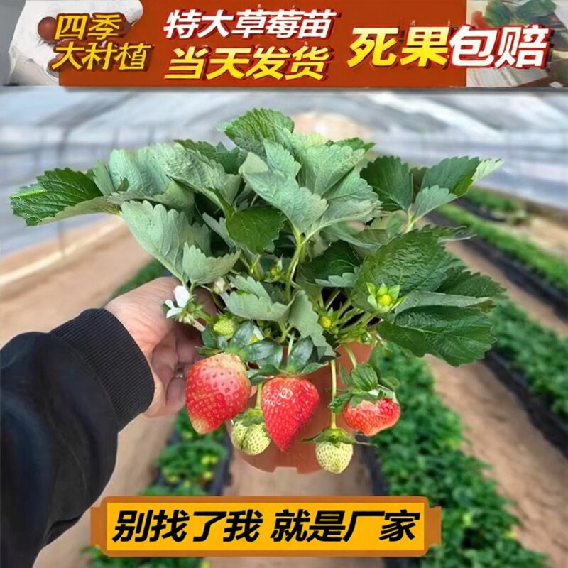草莓盆栽可食用牛奶草莓大苗