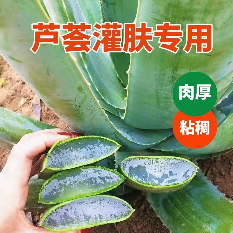 库拉索芦荟灌肤美容院专用可食用芦荟鲜叶室内盆栽芦荟苗芦荟叶片