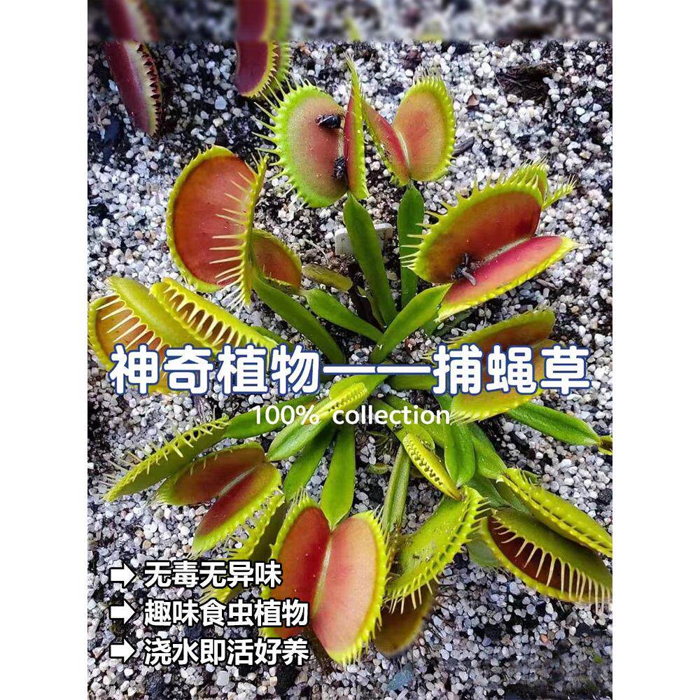 捕蝇草猪笼草食虫草食人花驱蚊草捕蚊草食蚊草超大捕虫草趣味盆栽