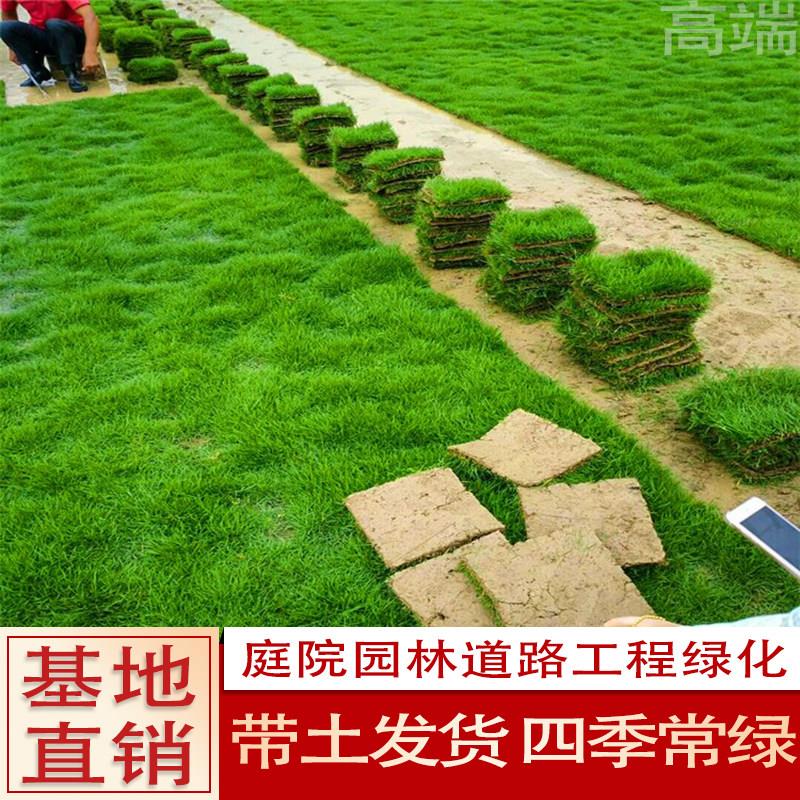 真草草坪带泥土庭院花园马尼拉台湾草皮免剪四季青工程绿化草带土