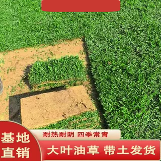 广东绿化带泥土大叶油草四季青草坪真草皮耐踩踏耐阴耐旱庭院包邮