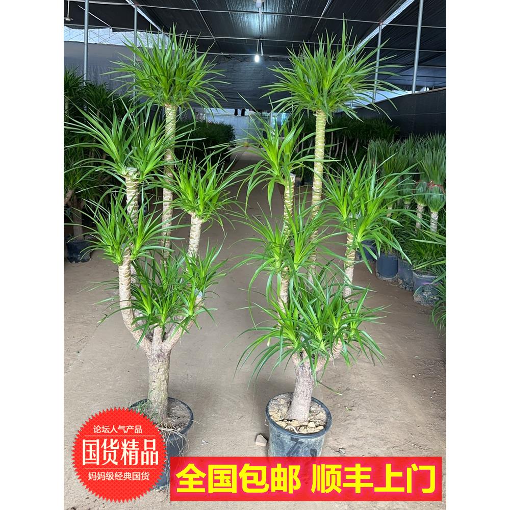 龙血树盆栽造型多头老桩龙须树大型绿植室内客厅净化空气四季常青