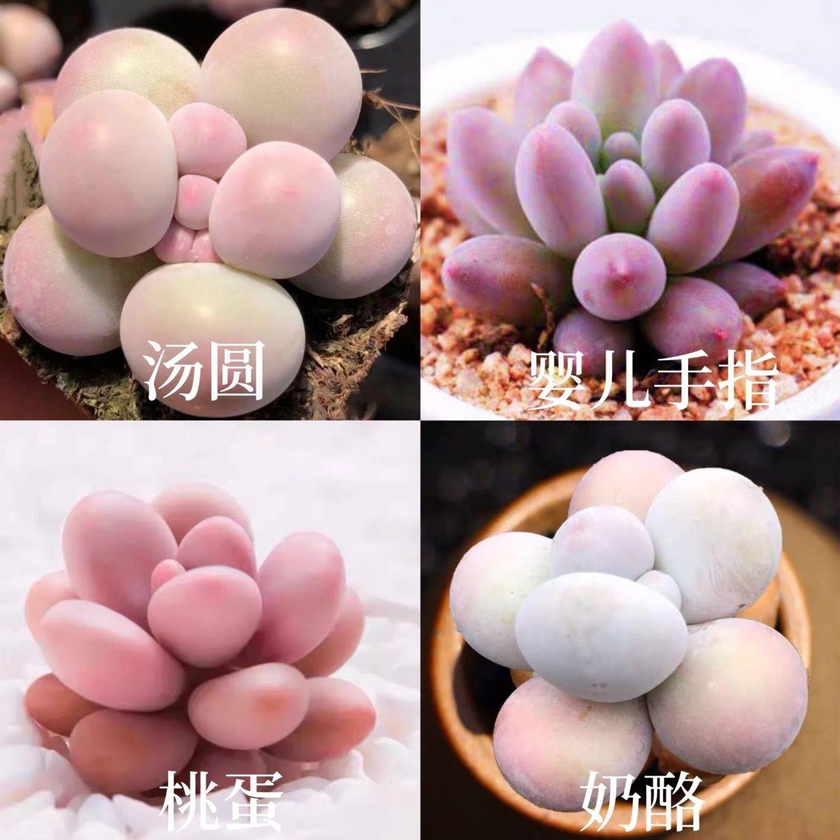 韩版汤圆手指奶酪多肉植物肉肉超萌新手桃蛋花卉糖豆迷你盆栽绿植