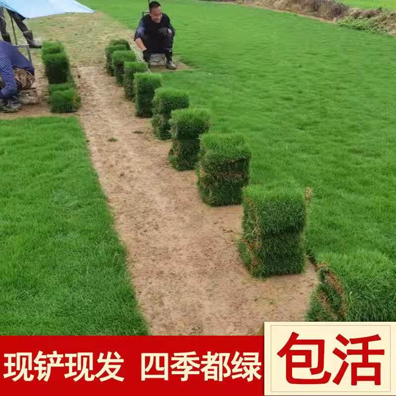 草皮真草坪带泥土地毯草果岭草坪别墅花园庭院带土绿化马尼拉草坪