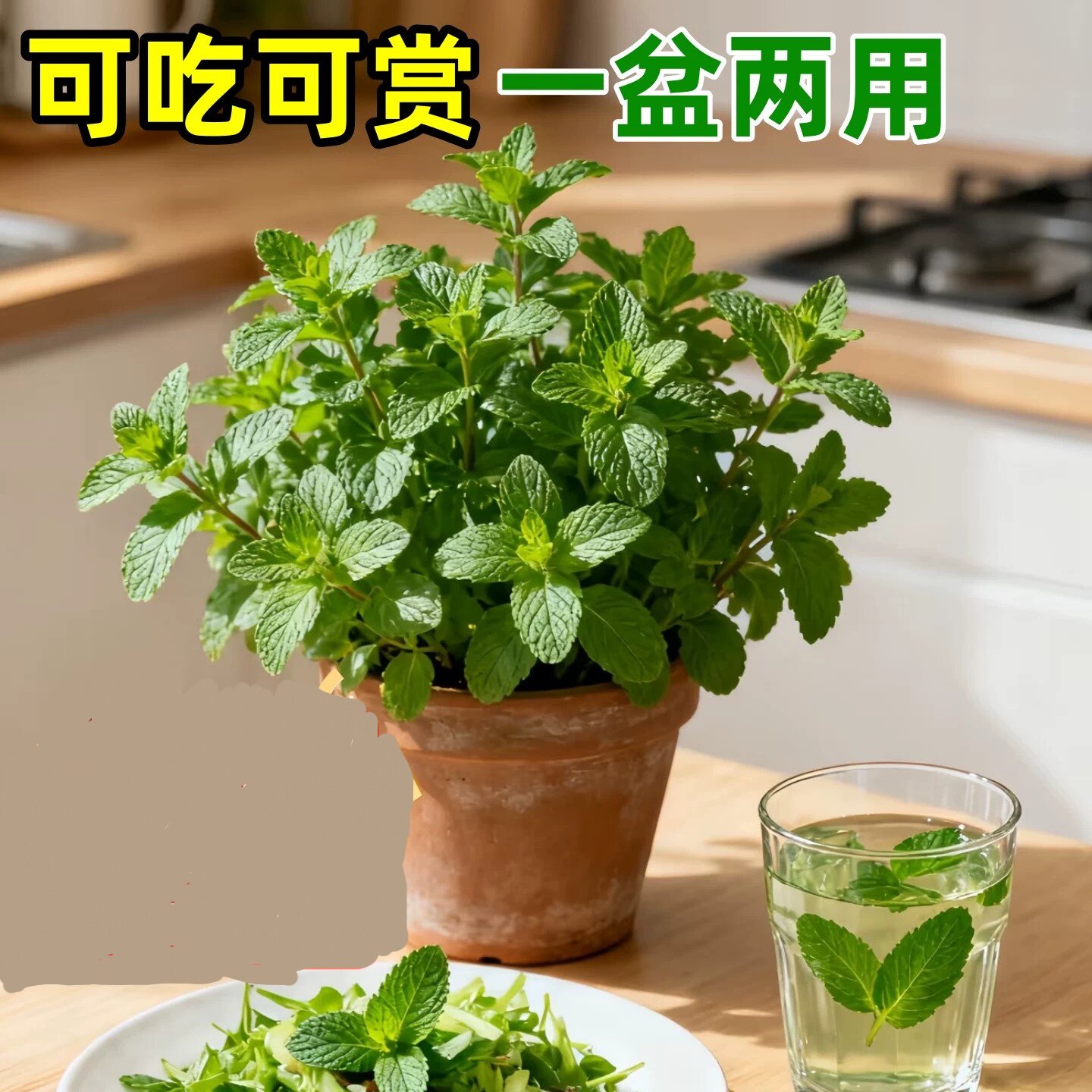 薄荷盆栽可食用水培薄荷苗花卉绿植物盆栽室内驱蚊草好养活迷迭香