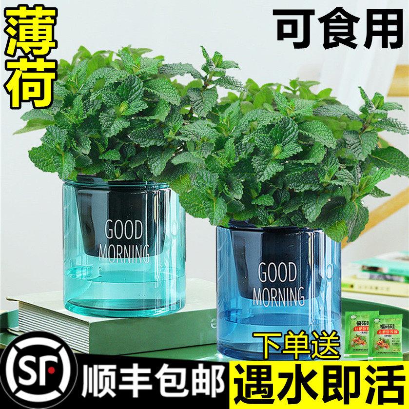 薄荷盆栽可食用柠檬薄荷叶水培植物迷迭香绿植室内盆栽花卉驱蚊草