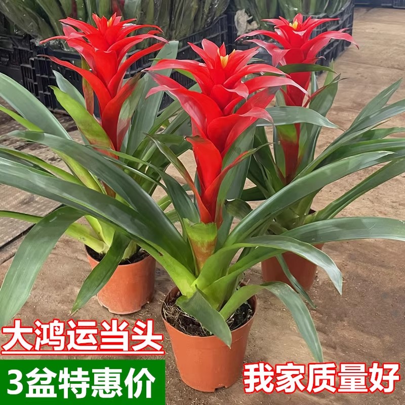 鸿运当头盆栽带花苞小红星年宵花卉客厅办公室绿植物开业喜庆花卉