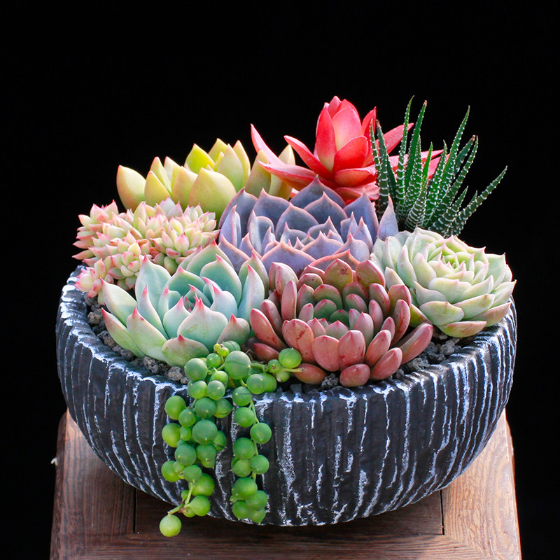 多肉植物组合套餐含盆带土栽种好成品发货办公桌阳台盆栽花卉