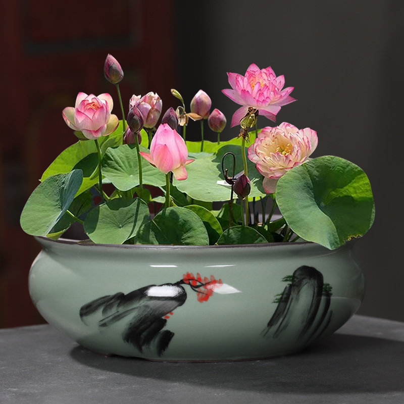 紫砂大号荷花缸莲花专用陶瓷水培铜钱草花盆无孔水养睡莲碗莲盆缸