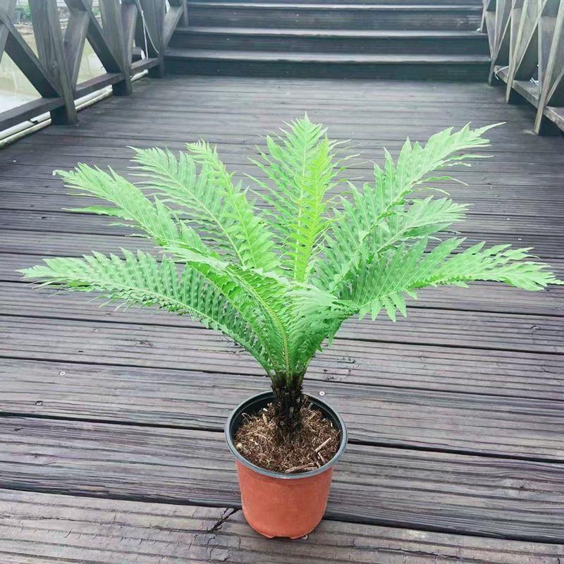 富贵蕨盆栽室内客厅办公室观叶绿植趣味小桩园林假山鱼池配景植物