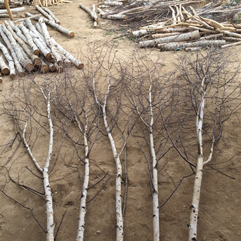 白桦树枝仿真树杈干枝枯树枝造景森林隔断玄关路引花艺插花干树枝