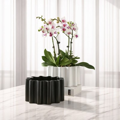 新款创意波浪形陶瓷花盆蝴蝶兰专用矮款花卉多肉无孔可水培容器