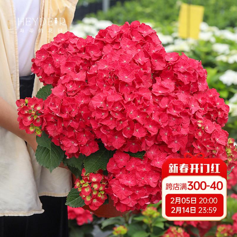 海蒂的花园 大花绣球闪电矮小紧凑阳台布置庭院植物花卉盆栽花苗