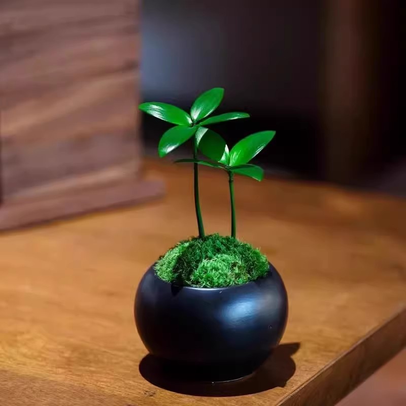 【下单立减50】竹柏幼苗室内香气办公室桌面摆件迷你桌面盆栽_Y