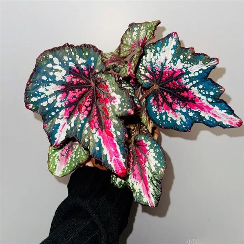 圣尼克蟆叶家居秋海棠 ins风网红进口绿植盆栽室内阳台观叶植物