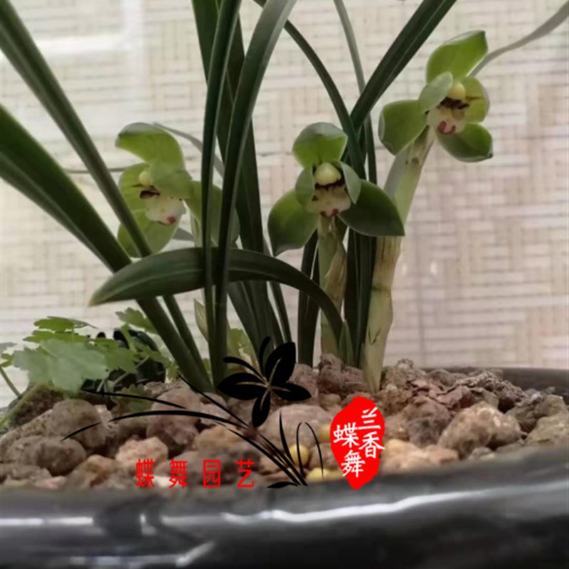 喜硕  植全 植本 兰花营养液肥料海藻肥 土壤活化剂   催芽  促根