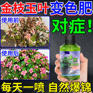 金枝玉叶出锦药水多肉变色专用营养肥料增上色剂优芽素生根爆芽液