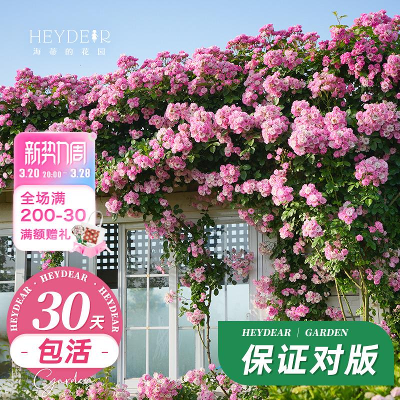海蒂的花园藤本月季花苗龙沙宝石花卉植物易活好养爬藤月季盆栽