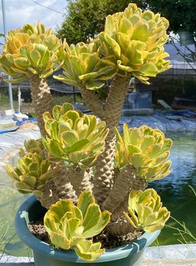 黄色扇贝麒麟锦老桩多头庭院阳台植物室内盆栽多肉植物沙生景观