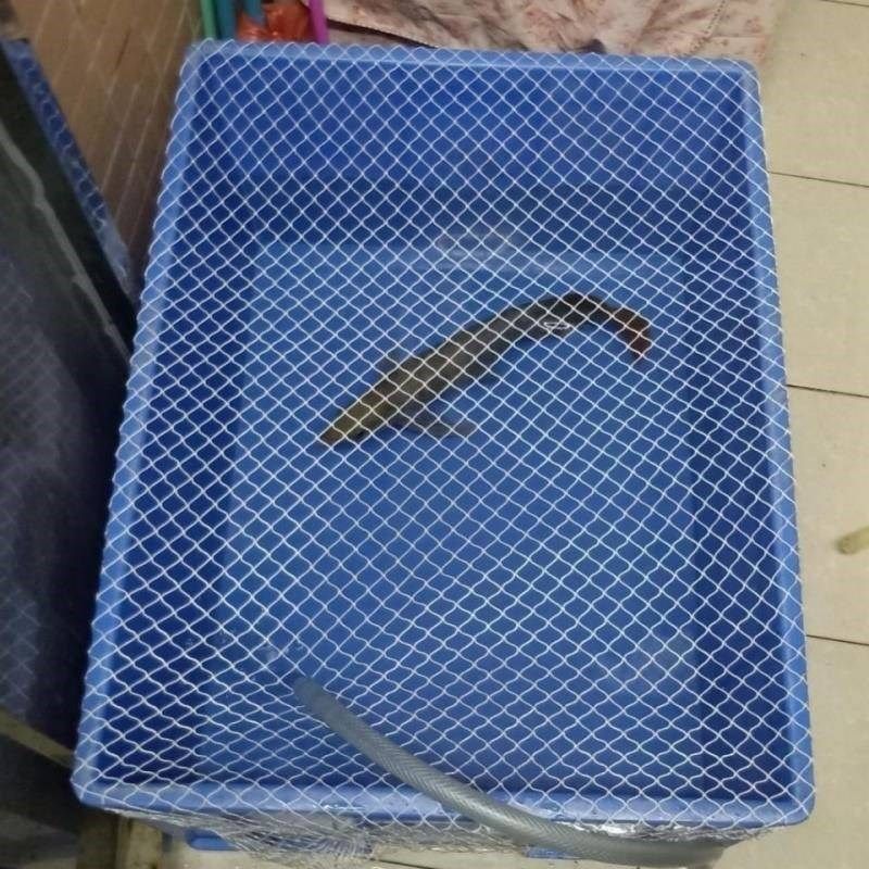 鱼网罩塑料箱网罩鱼缸防跳网乌龟箱防逃网圆形鱼缸防鱼跳网鱼池防,户外/登山/野营/旅行用品,鱼网/虾笼/其它渔具,淘宝优惠券,粉丝福利购,淘宝优惠卷