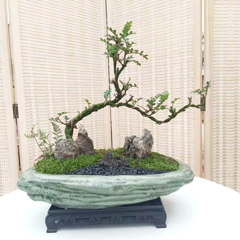 小叶紫檀盆景老桩植物室内茶几客厅办公桌面树苗四季好养绿植盆景