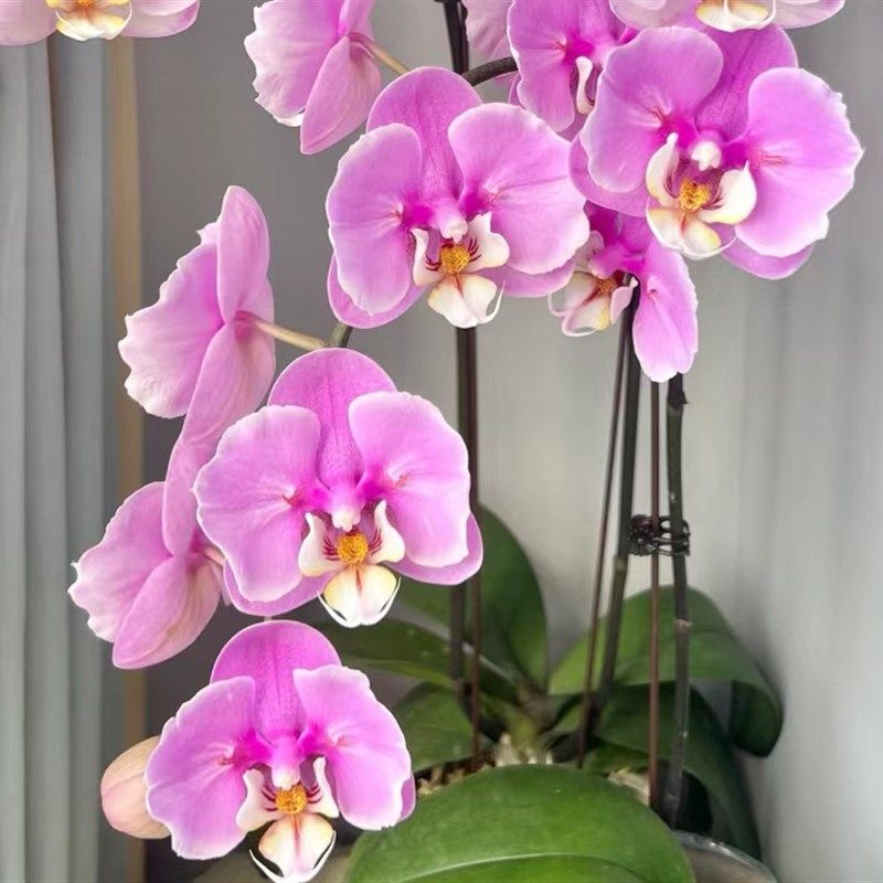 稀有品种:安娜蕾丝两眼变异 2.8 苗(刚升杯根少有反组机率),鲜花速递/花卉仿真/绿植园艺,国兰/杂交兰/洋兰类,淘宝优惠券,粉丝福利购,淘宝优惠卷