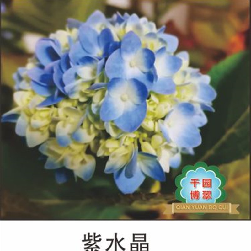 花卉绿植盆栽两加仑绣球无尽夏紫水晶新娘灵感妖之吻妖之瞳佳澄