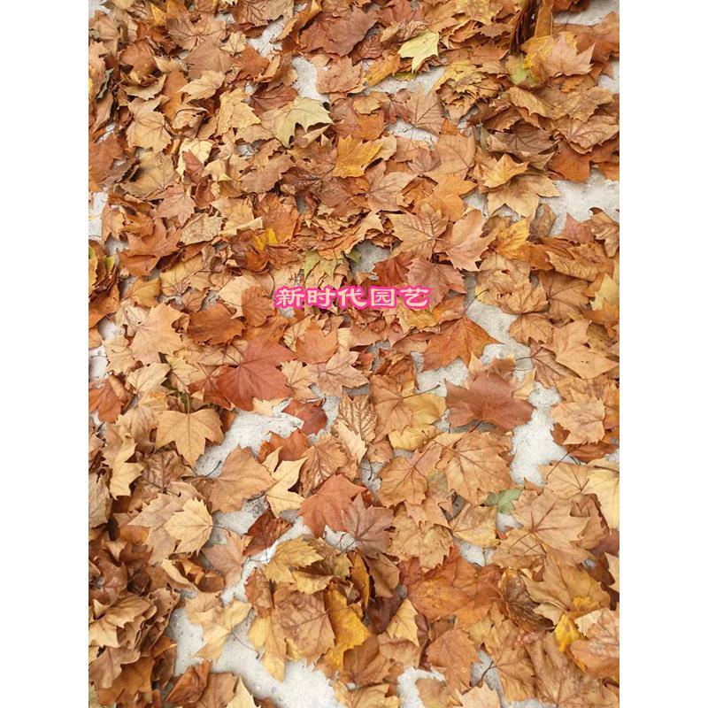 天然真树叶落叶枫叶梧桐叶枯树叶装饰diy干树叶创意标本拍照贴画