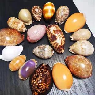 天然宝螺收藏摆件家居装饰鱼缸造景工艺品黄金宝螺丛云宝螺酒桶宝