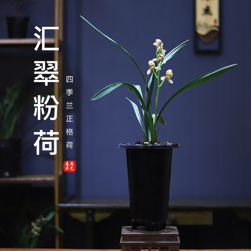 四季兰花苗建兰 汇翠粉荷 浓香铭品好养易活室内阳台绿植花卉盆栽