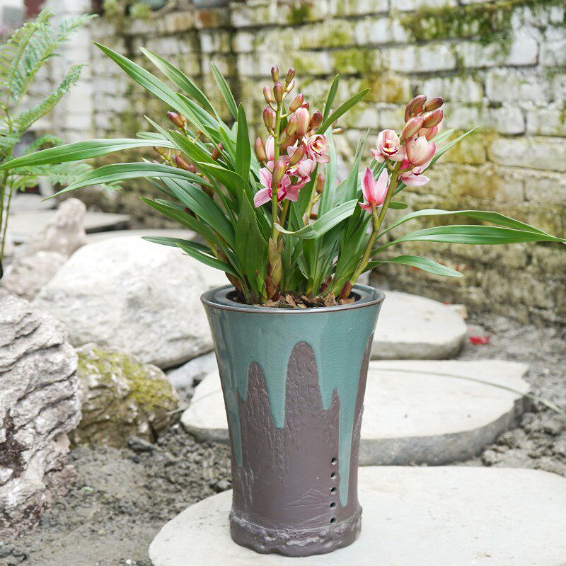 金叶子桌面小花蕙兰年宵花卉盆栽植物带盆土带花苞办公室内外礼品