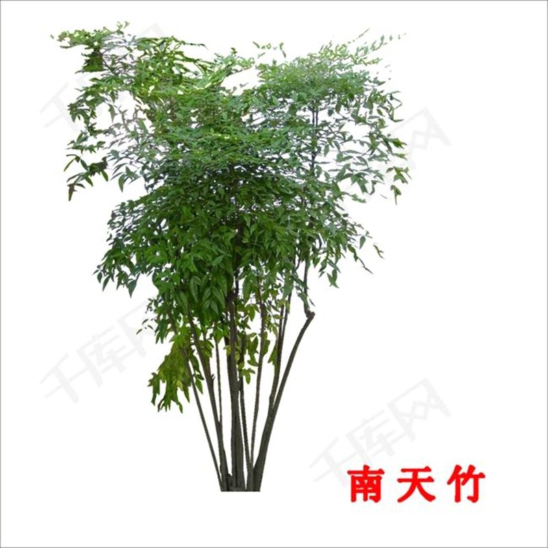 南天竹树苗绿化苗木庭院观果观叶植物南天竺火焰红天竹苗盆景盆栽