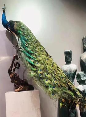 蓝白孔雀标本摆件客厅现代创意落地家居婚庆动物拍摄道具装饰送礼