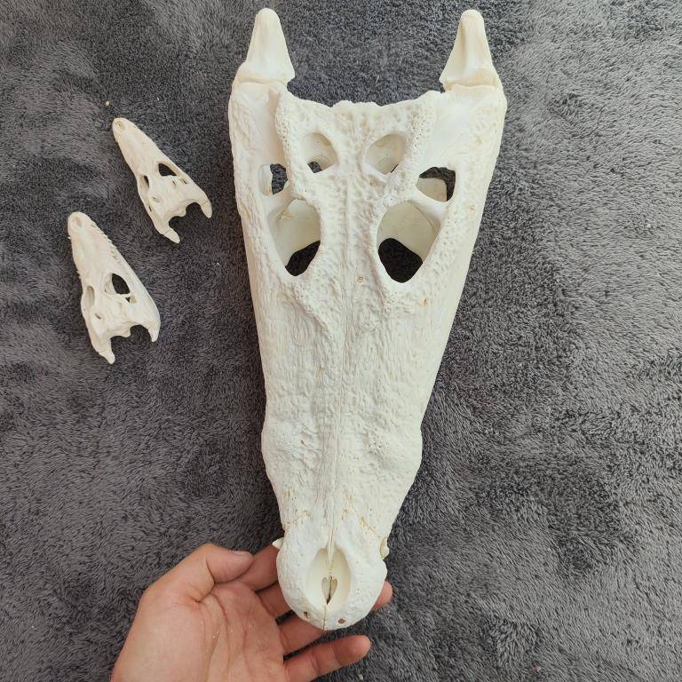 鳄鱼头骨标本 动物书桌摆件 家装饰品 酒吧道具模型 办公装饰工艺