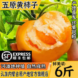 内蒙古五原黄柿子沙瓤自然熟现摘黄色西红柿水果番茄蔬菜生吃